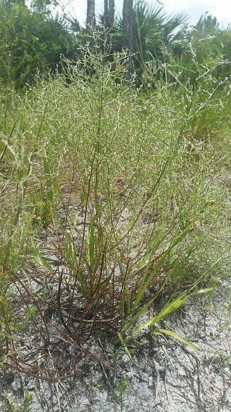 Piedmont pinweed: Piedmont Pinweed