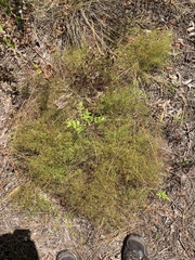 Piedmont pinweed (Lechea torreyi)