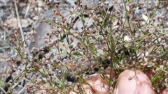 Piedmont pinweed (Lechea torreyi)