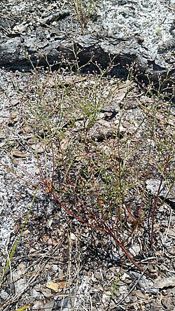 Piedmont pinweed: Piedmont Pinweed