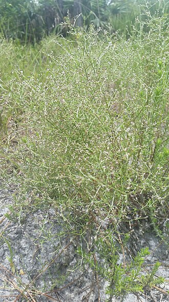 Piedmont pinweed: Piedmont Pinweed
