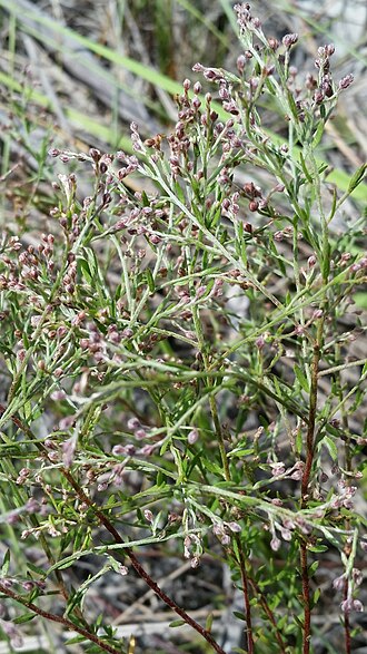 Piedmont pinweed: Piedmont Pinweed