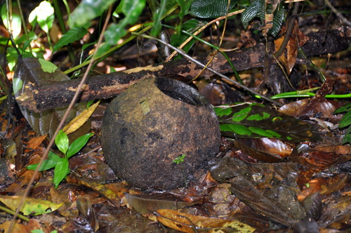 Lecythis ampla (Lecythis ampla)