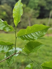 Lecythis ampla (Lecythis ampla)