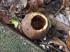 Lecythis ampla (Lecythis ampla)
