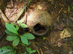 Lecythis ampla (Lecythis ampla)