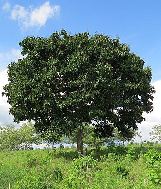 Lecythis ampla: A Monkey Pot Tree in a field in the Darien Province of Panama. The species is appreciated for its fine wood in its range from Nicaragua to Brazil.