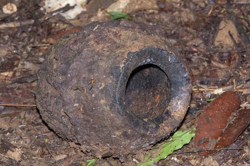 Lecythis ampla (Lecythis ampla)