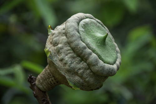 Lecythis brancoensis (Lecythis brancoensis)