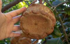 Lecythis brancoensis (Lecythis brancoensis)