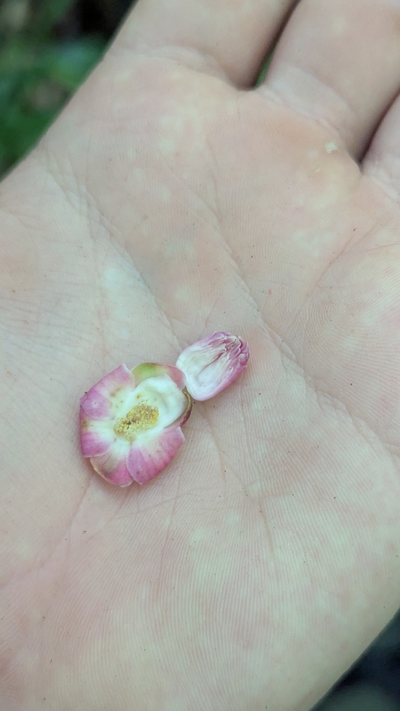 Lecythis corrugata (Lecythis corrugata)