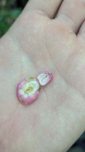 Lecythis corrugata (Lecythis corrugata)