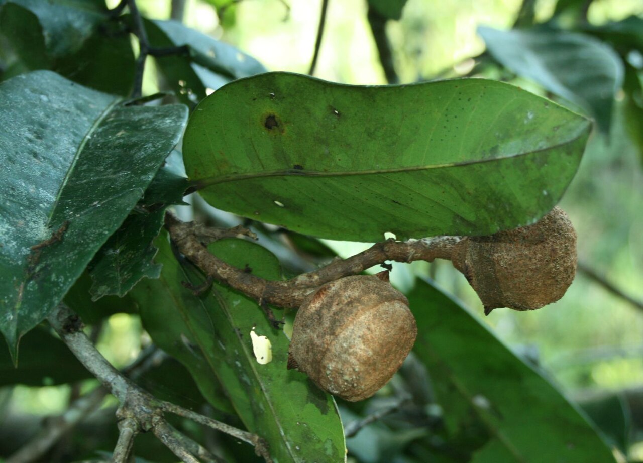 Lecythis corrugata: Fruiting branch of Lecythis corrugata, Rio Caura near Boca de Nicharé, Venezuela