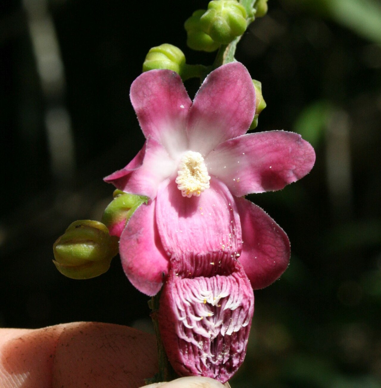 Lecythis corrugata: Manually opened flower of Lecythis corrugata, Rio Nicharé, Venezuela