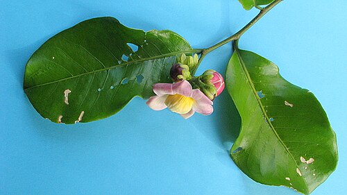 Lecythis ibiriba: Lecythis ibiriba (Miers) N. P. Sm., S. A. Mori & Popovkin