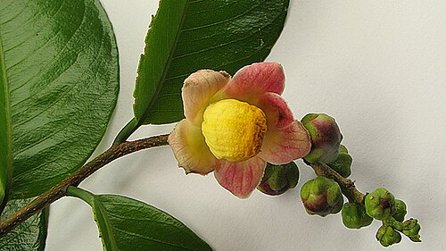 Lecythis ibiriba: Lecythis ibiriba (Miers) N. P. Sm., S. A. Mori & Popovkin