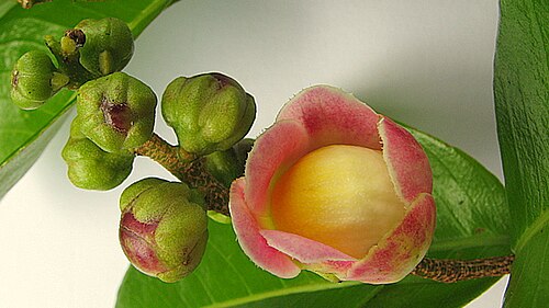 Lecythis ibiriba: Lecythis ibiriba (Miers) N. P. Sm., S. A. Mori & Popovkin