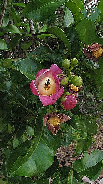 Lecythis ibiriba: Lecythis ibiriba (Miers) N. P. Sm., S. A. Mori & Popovkin