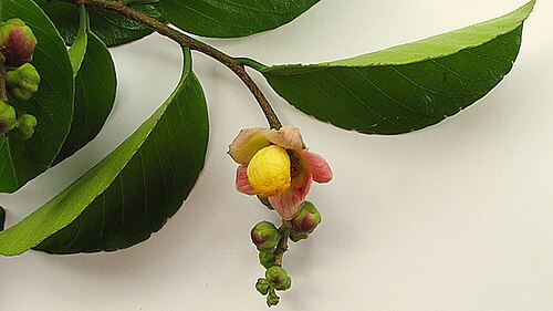 Lecythis ibiriba: Lecythis ibiriba (Miers) N. P. Sm., S. A. Mori & Popovkin