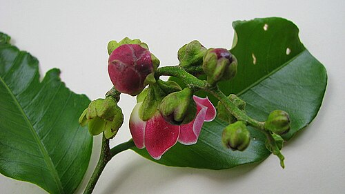 Lecythis ibiriba: Lecythis ibiriba (Miers) N. P. Sm., S. A. Mori & Popovkin