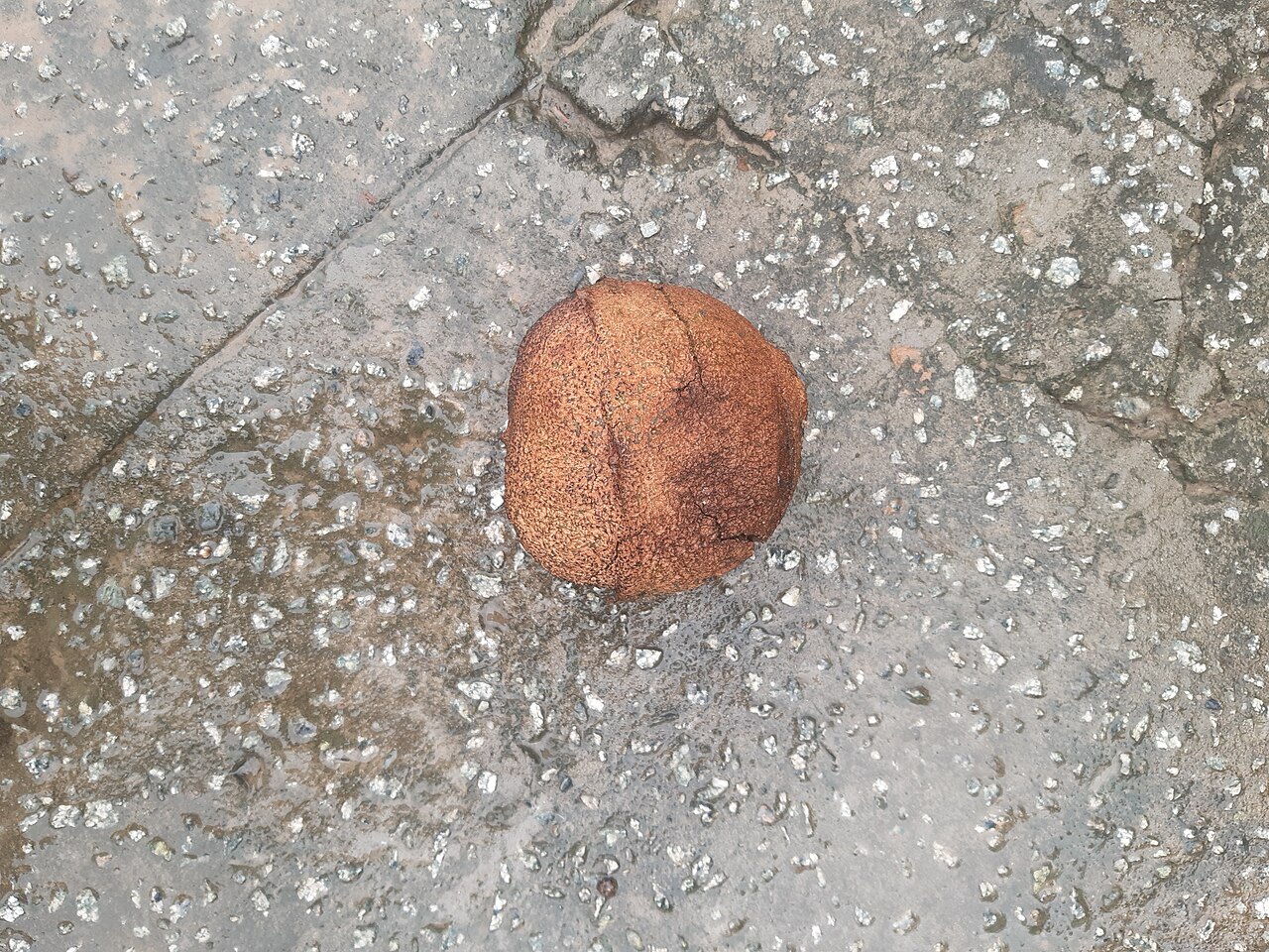 Lecythis lurida: Fruto fechada da Lecythis lurida