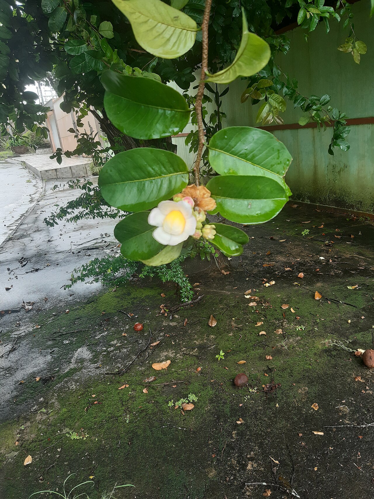 Lecythis lurida: Flor da Lecythis lurida recém-fecundada.