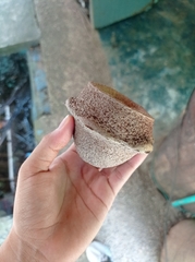 Lecythis (Lecythis minor)