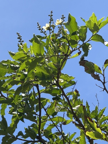 Lecythis (Lecythis minor)