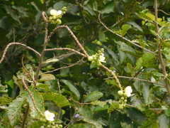 Lecythis (Lecythis minor)