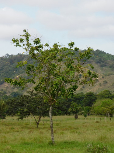 Lecythis (Lecythis minor)