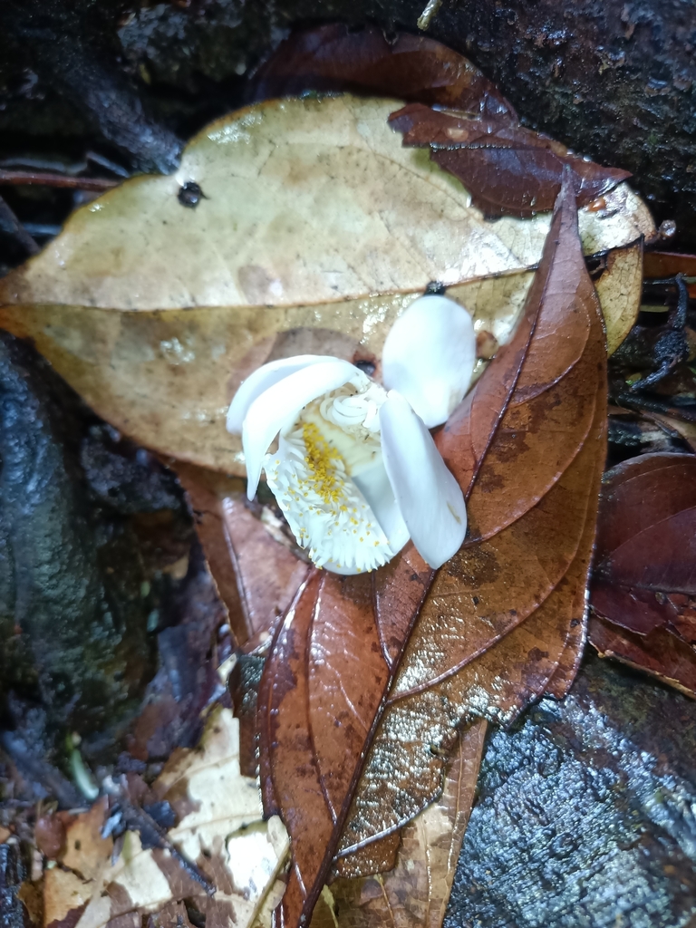 Lecythis persistens (Lecythis persistens)