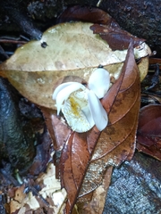Lecythis persistens (Lecythis persistens)