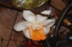 Lecythis persistens (Lecythis persistens)