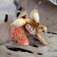 Lecythis persistens (Lecythis persistens)