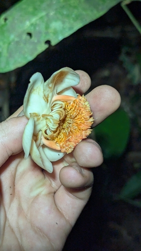 Lecythis persistens (Lecythis persistens)