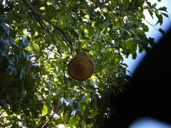 Cream nut (Lecythis pisonis)