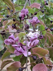 Cream nut (Lecythis pisonis)