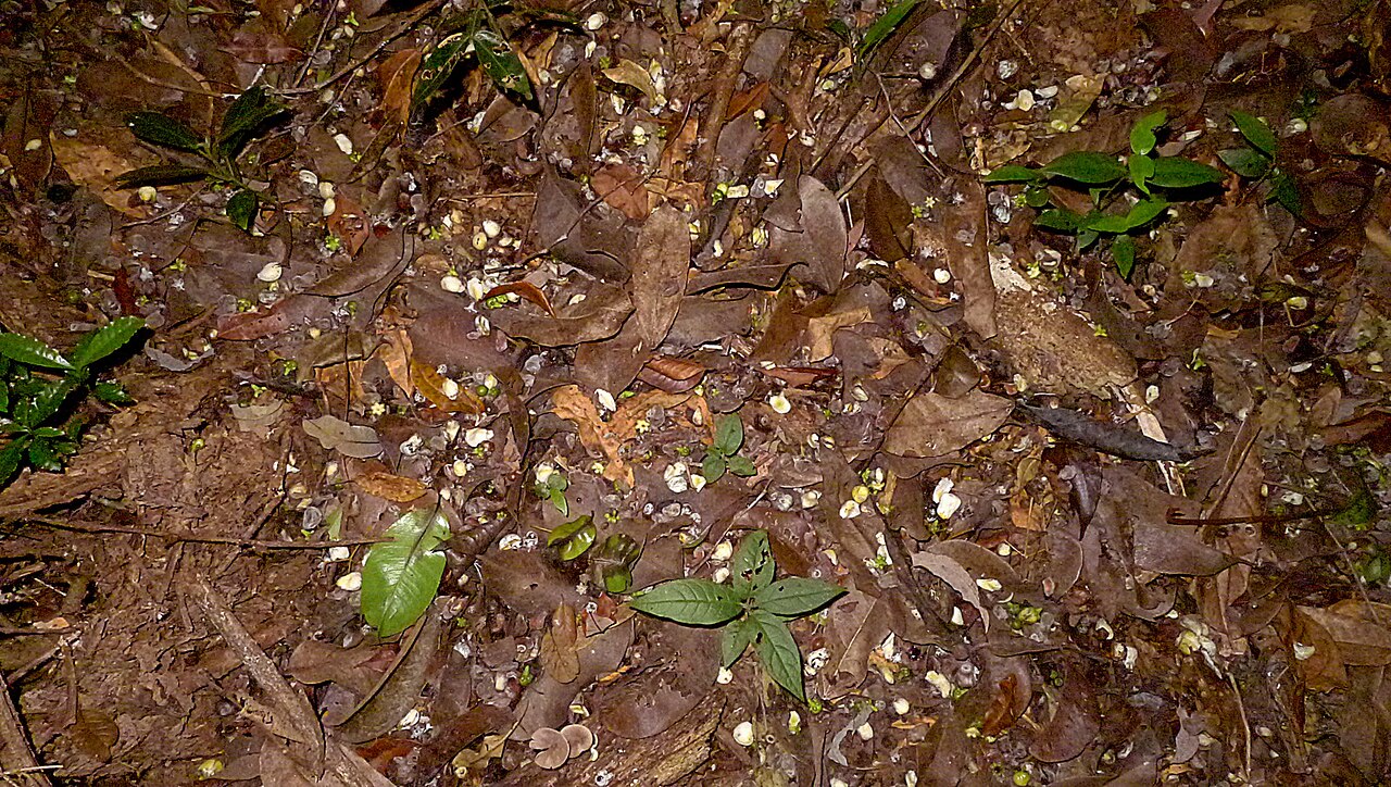 Cream nut: Lecythis marcgraaviana Miers