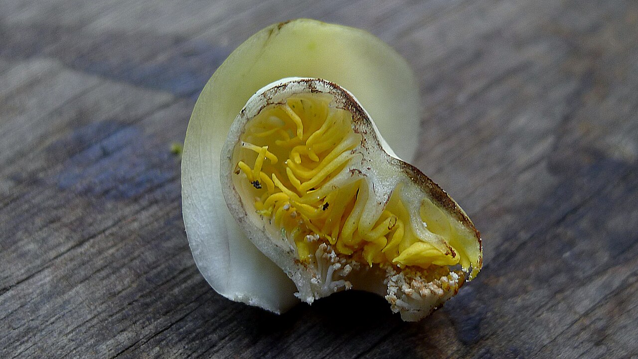 Cream nut: Lecythis marcgraaviana Miers