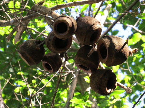 Cream nut (Lecythis pisonis)