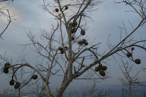 Cream nut (Lecythis pisonis)