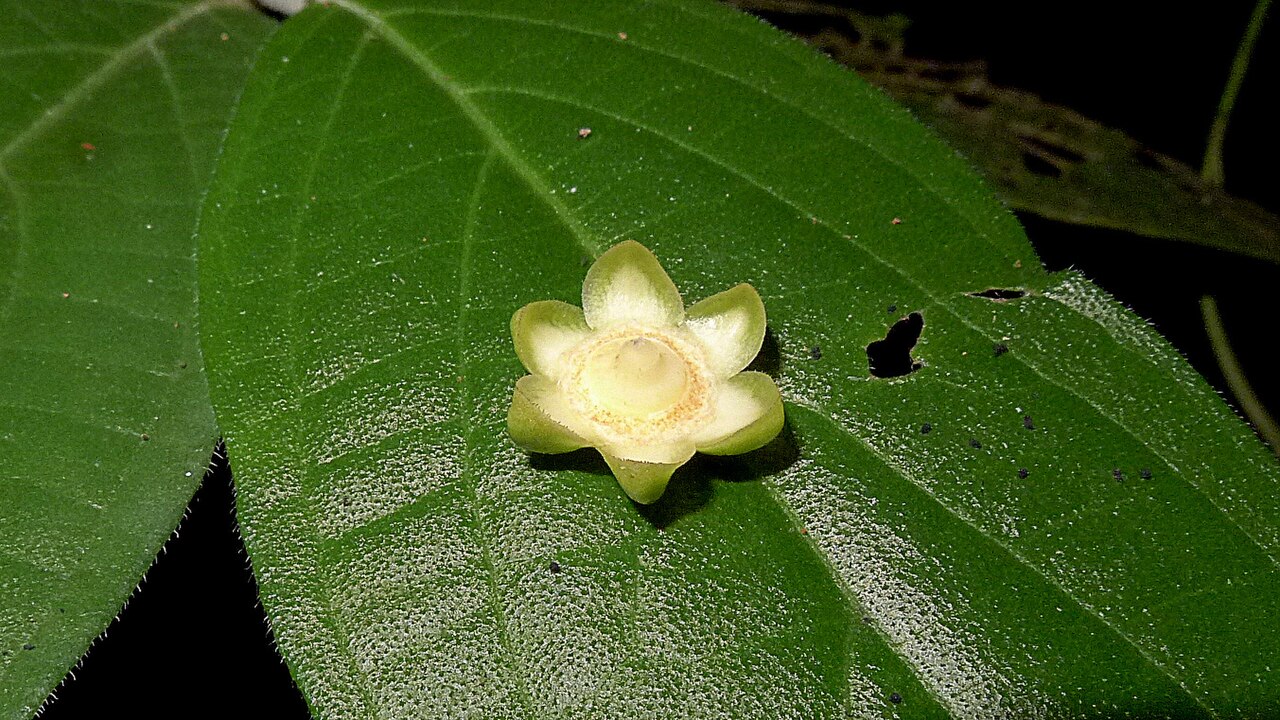 Cream nut: Lecythis marcgraaviana Miers