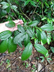 Lecythis poiteaui (Lecythis poiteaui)