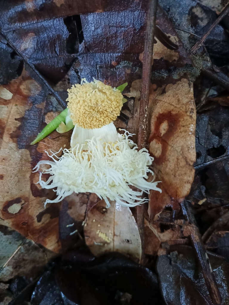 Lecythis poiteaui (Lecythis poiteaui)