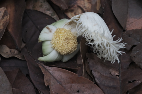 Lecythis poiteaui (Lecythis poiteaui)