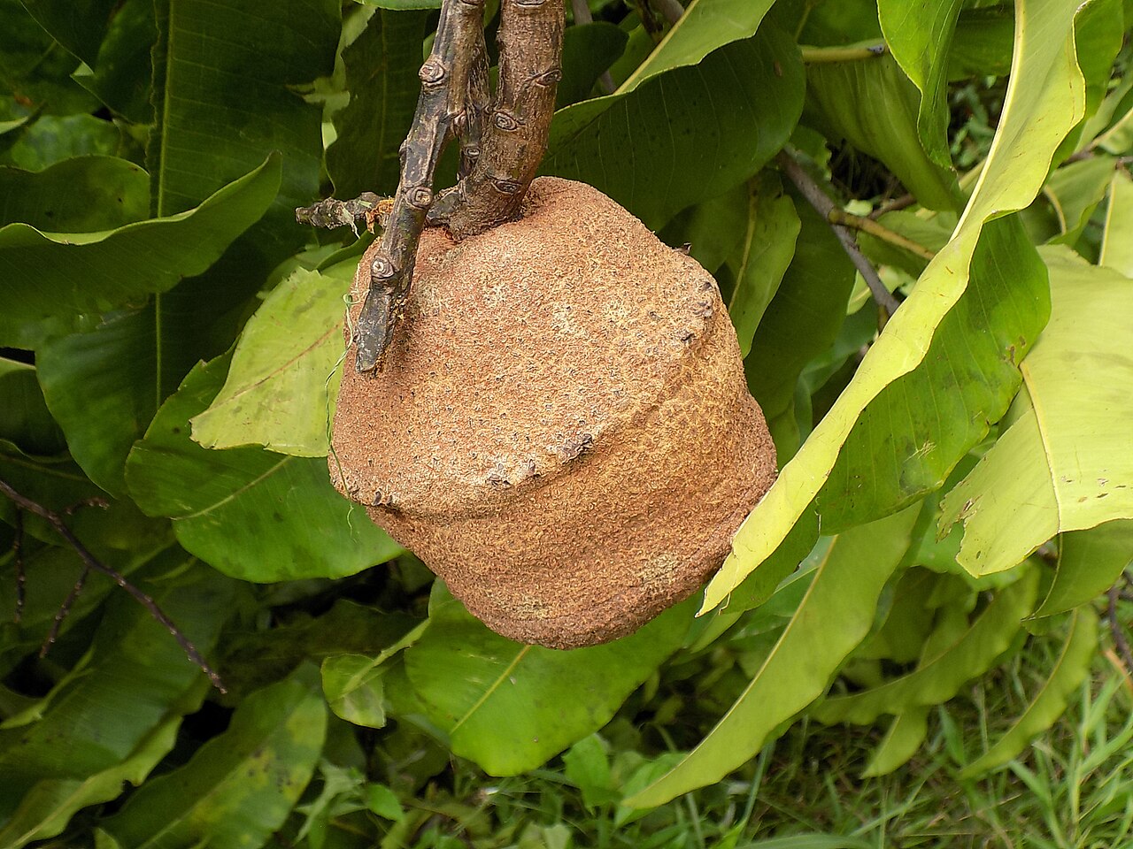 Lecythis tuyrana: Urabá, Antioquia. Nombre común "Olleto"