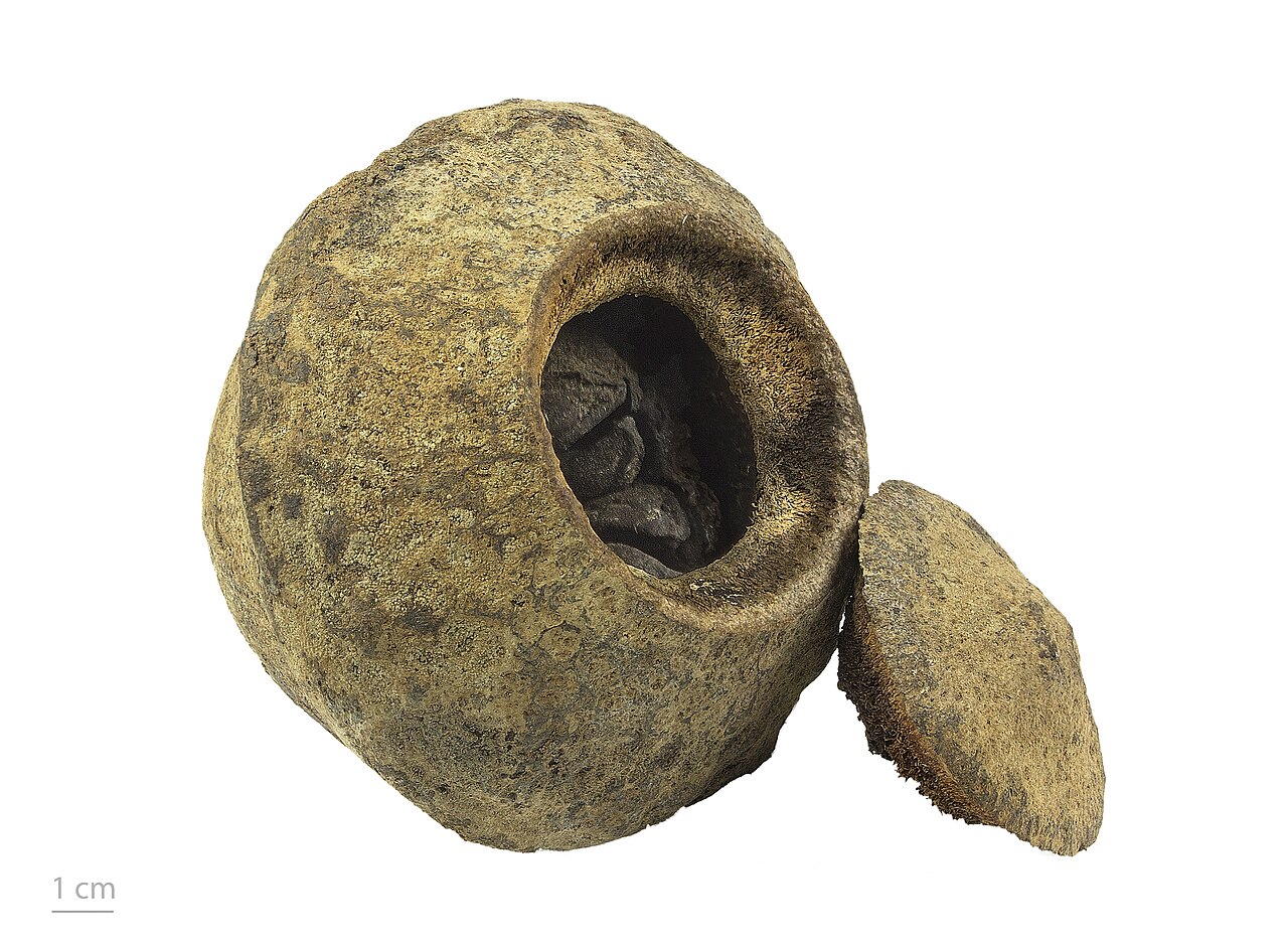 Paradise nut: Lecythis zabucajo , monkey pot, open fruit
