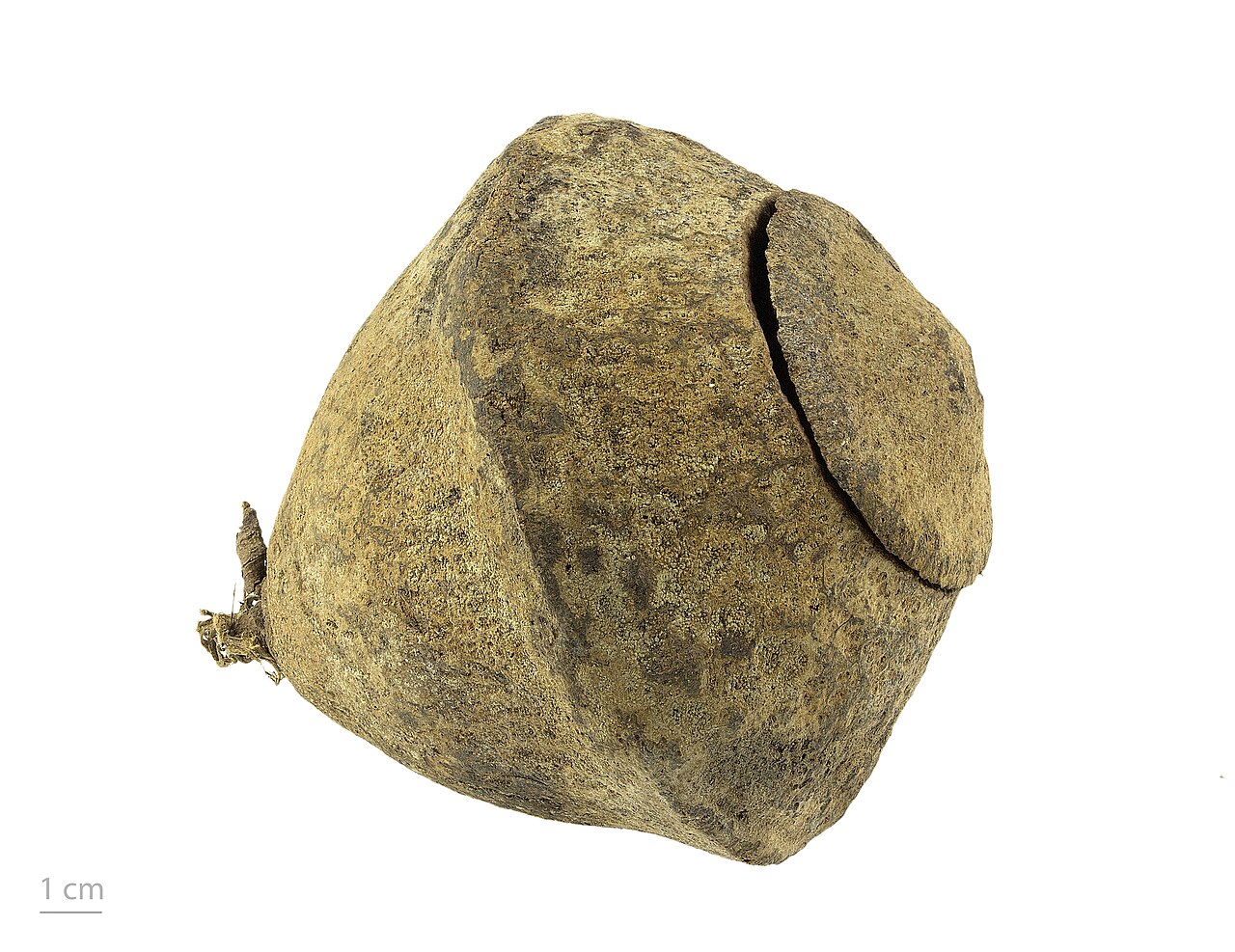 Paradise nut: Lecythis zabucajo , monkey pot, seeds