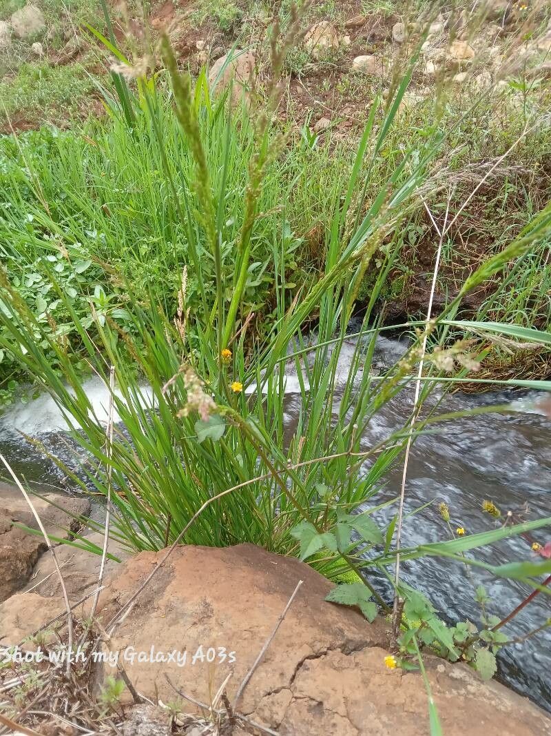 Southern cutgrass (Leersia hexandra)