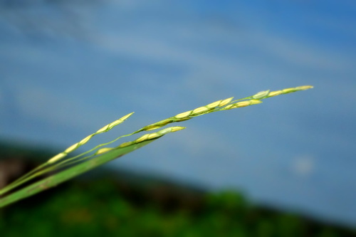 Southern cutgrass (Leersia hexandra)